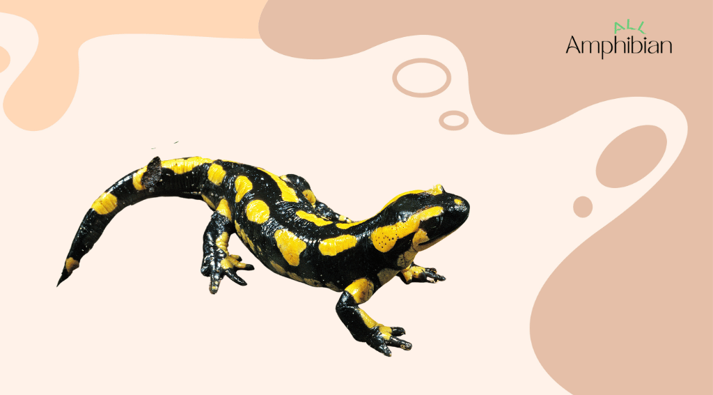 How do salamanders control their body temperature?