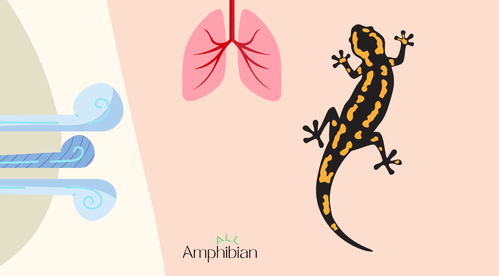 How do aquatic salamanders breathe