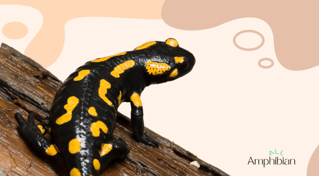 Salamanders warm or cold-blooded?