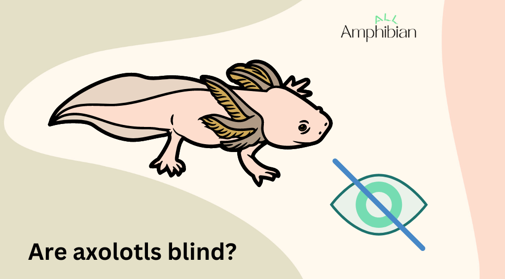 Are axolotls blind?