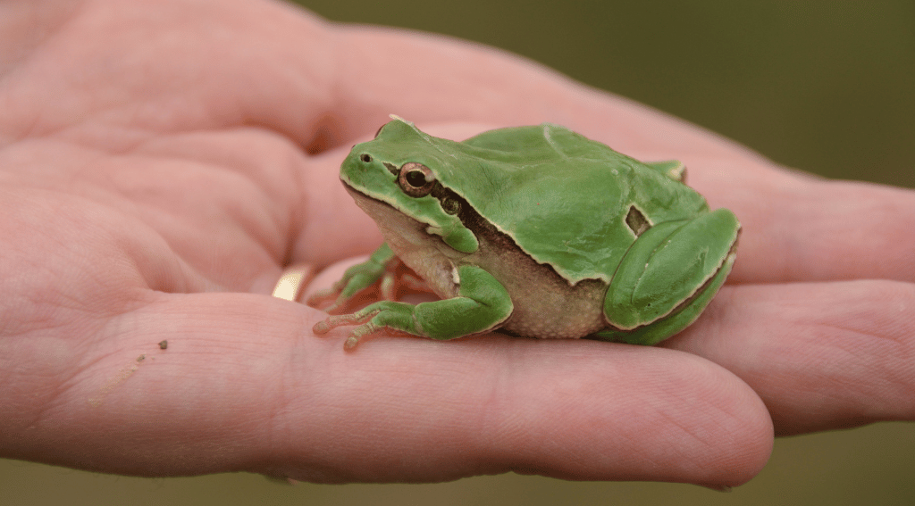 Are Frogs Scared of Humans?