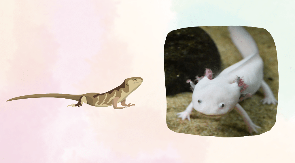 Axolotl vs. Lizard