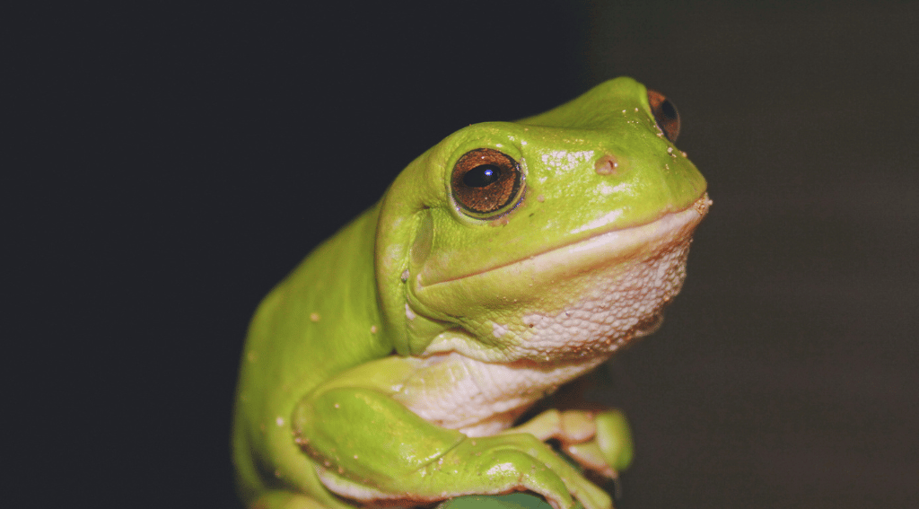 Can Frogs Smile or Laugh?