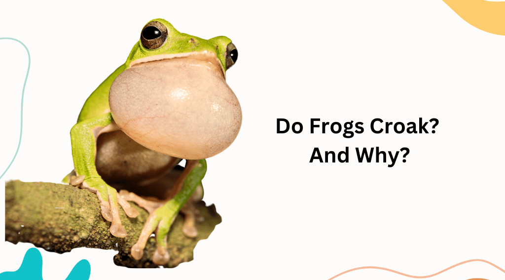 Do Frogs Croak?