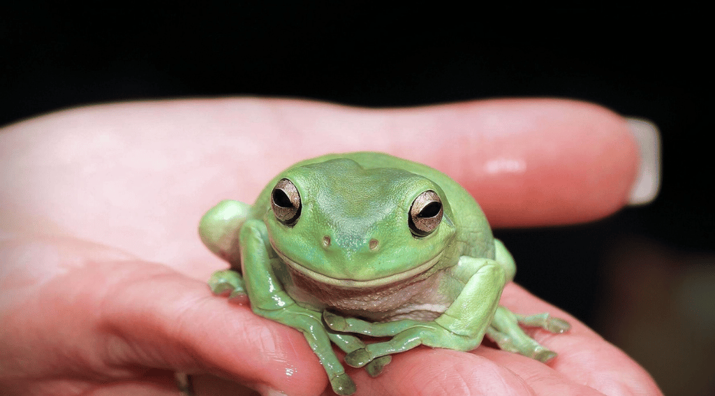 Do frogs get scared of humans?