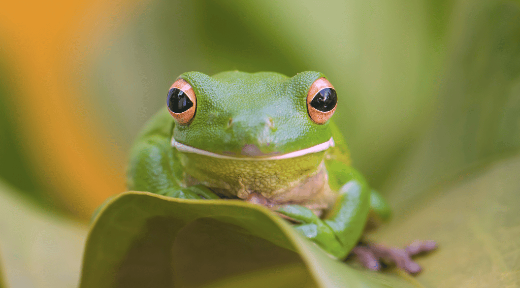 Do Frogs Smile or Laugh?
