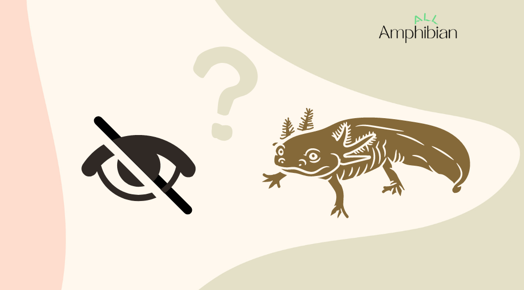 Do axolotls experience blindness?