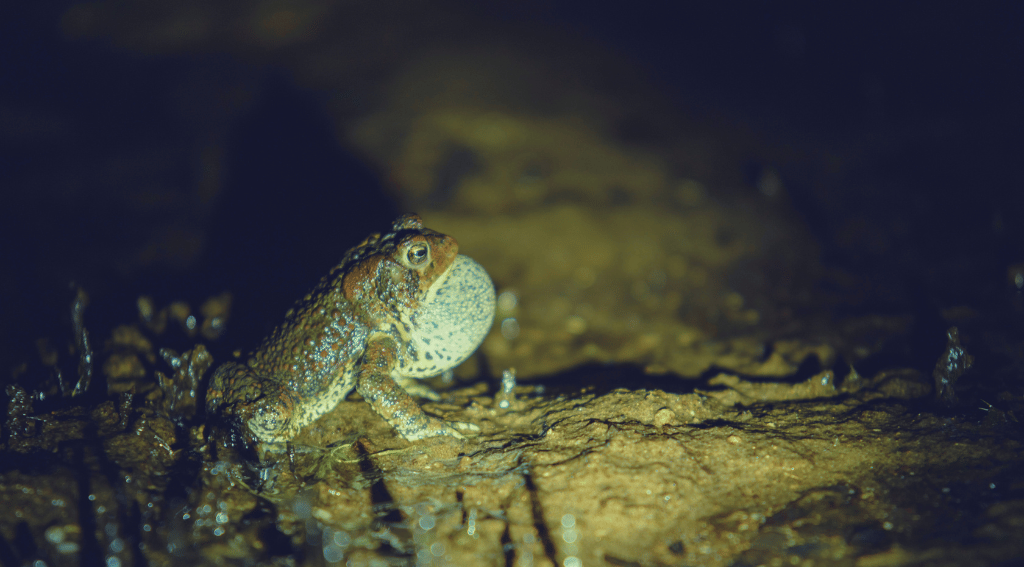 Frog croaking at night