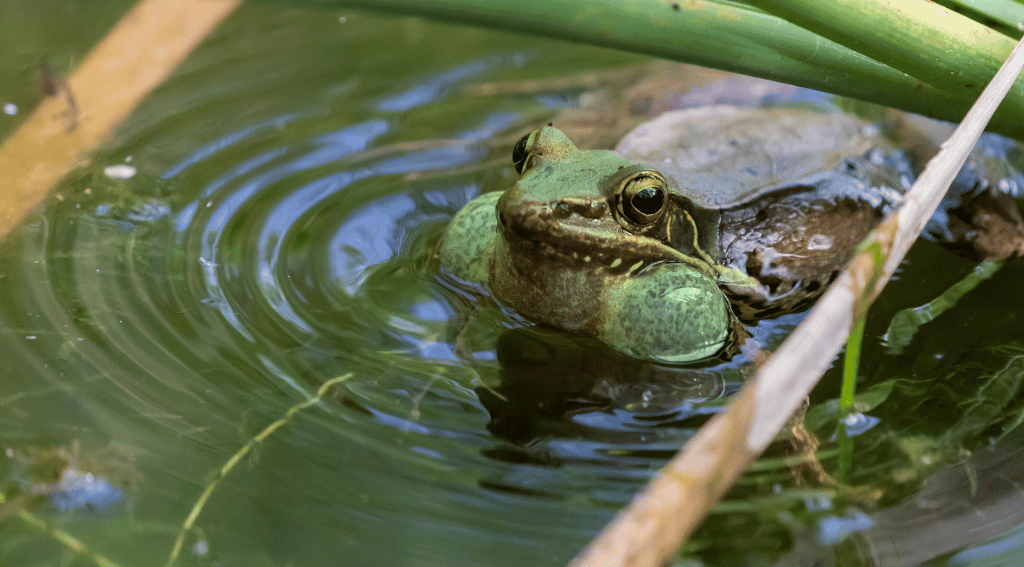 Frog croaking in water