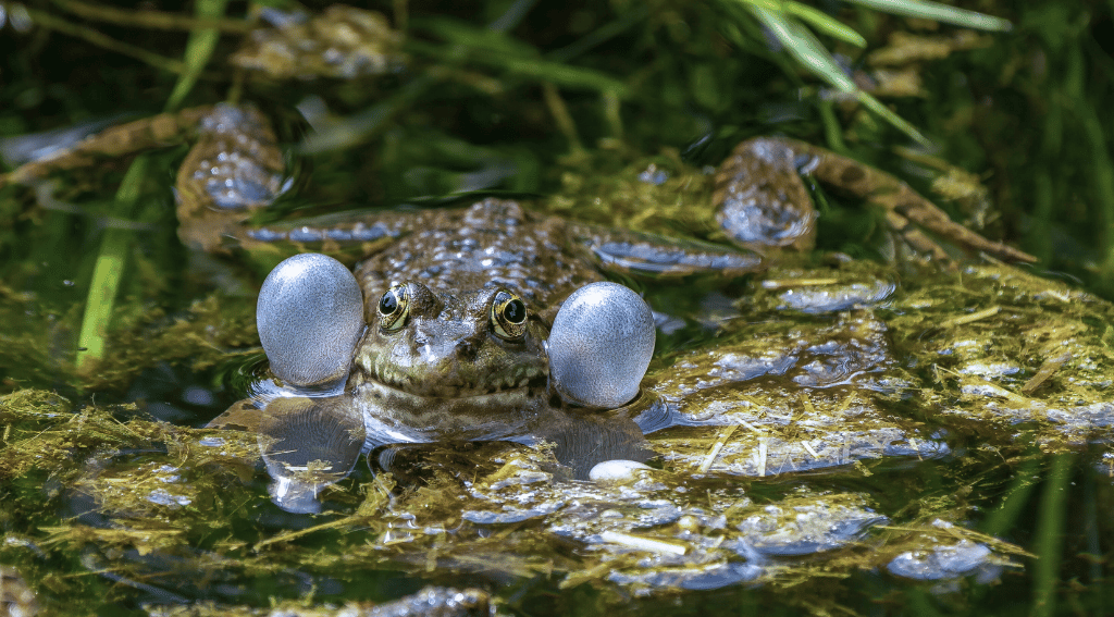 Frog croaking in a pond