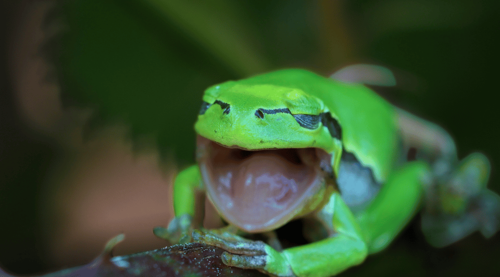 Frog Laughing