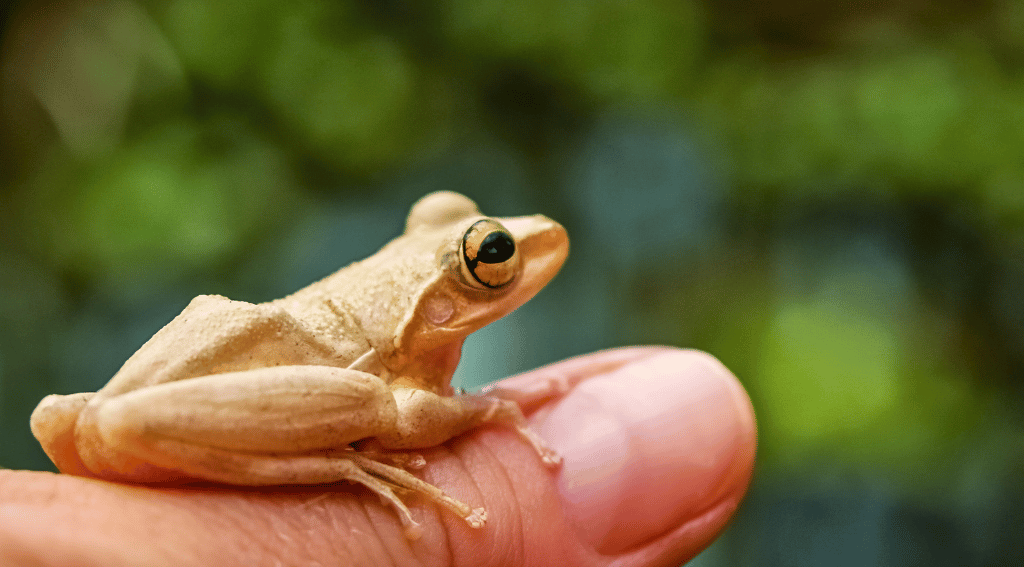 Frog on a human thumb
