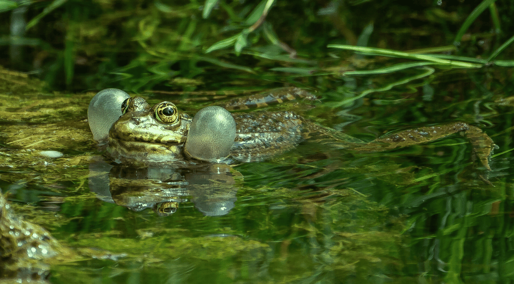 Frogs Croaking in Water During Daytime