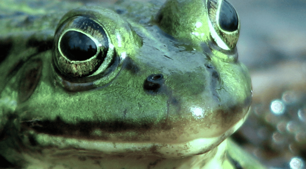 Frogs Smile or Laugh
