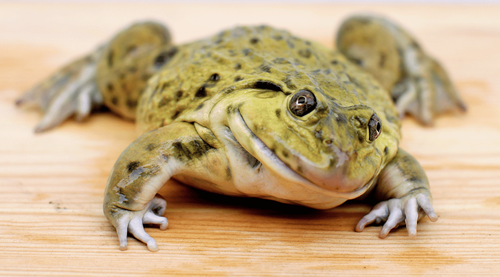 Frogs Smile