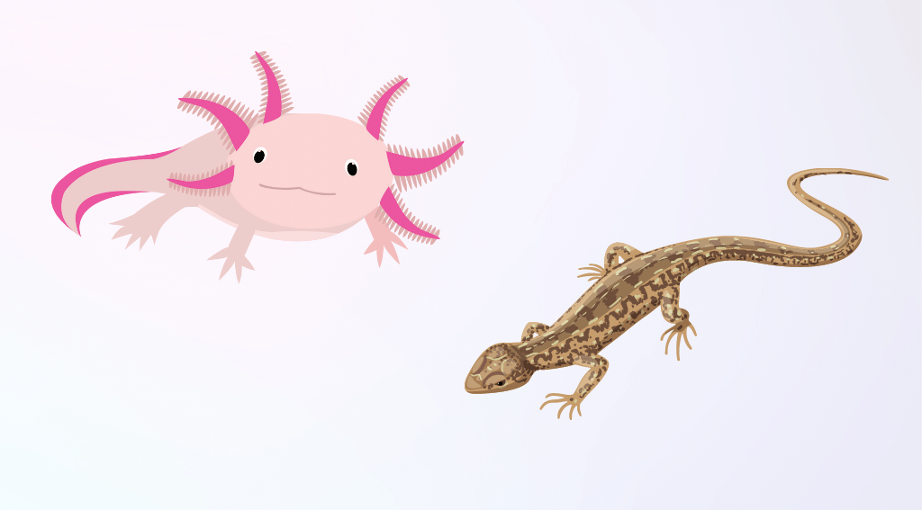 Lizard and Axolotl