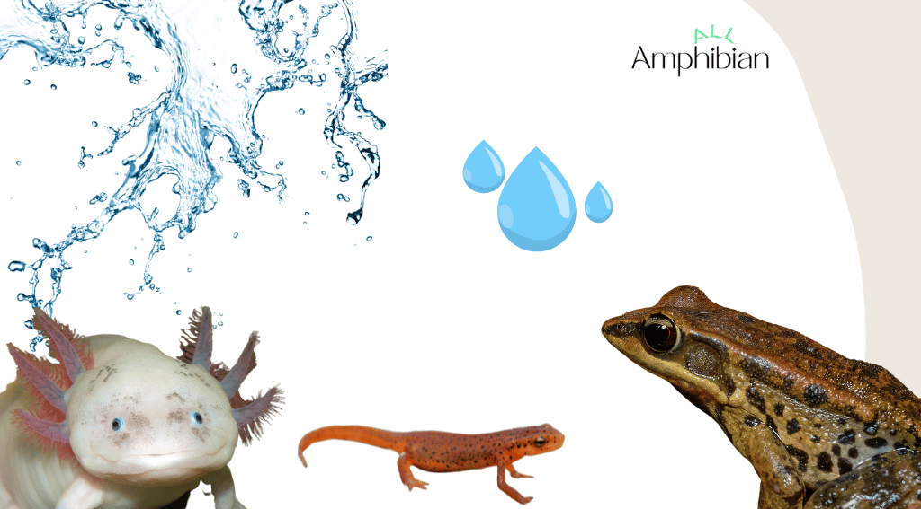 safe and best water for amphibians