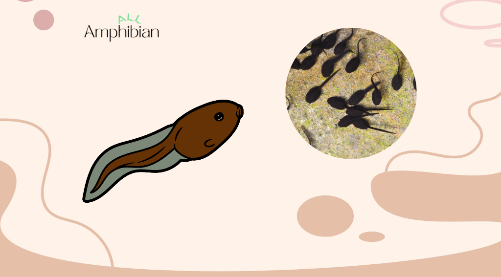 What can a tadpole eat?