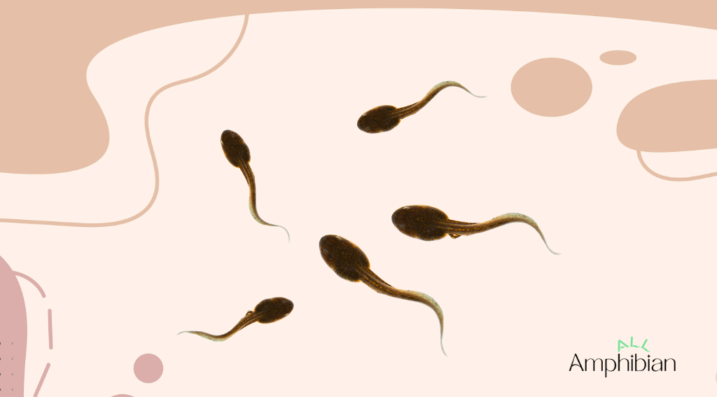 What can tadpoles eat