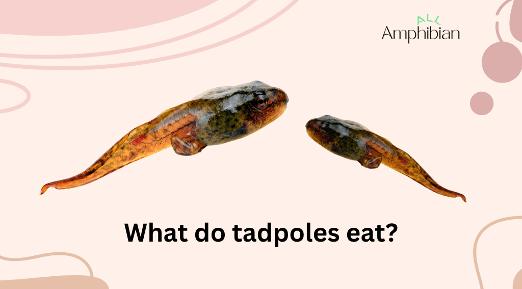What do tadpoles eat?